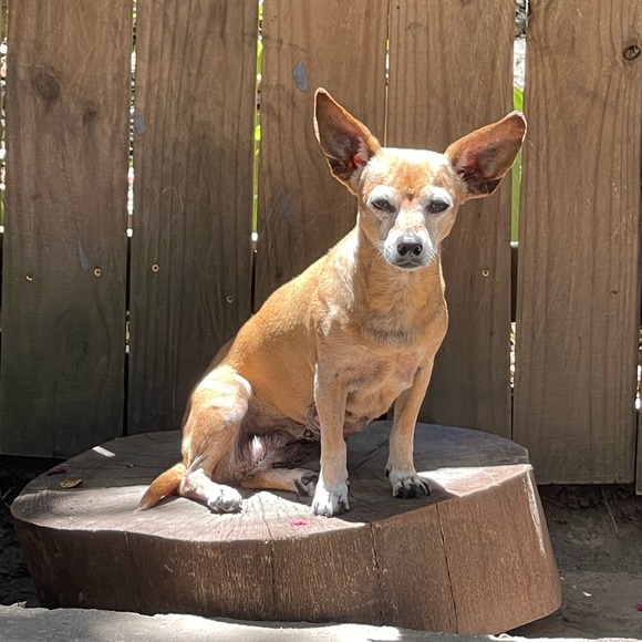 Meet your Posher, Victoria - Picture 7 of 17